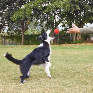 2-Pack Solid Rubber Dog Balls,Dog’S Solid Rubber Bouncy Ball Bite Resistant and Indestructible Dog Training Ball,Pet Solid Rubber Bouncy Ball