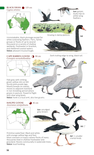 The Compact Australian Bird Guide