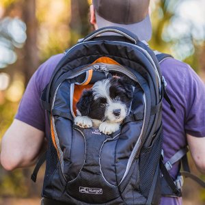 Kurgo Dog Carrier Backpack for Small Pets – Dogs & Cats | TSA Airline Approved | Cat | Hiking or Travel | Waterproof Bottom | G-Train | K9 Ruck Sack | Black (ZCR30-17136)