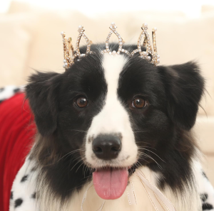 Lovelyshop Pet Series Gold Plated Royal Rhinestone Pearl Full round Dog/Cat Crown for Costume Hair Accessories-Medium Size