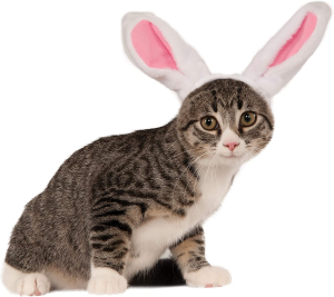 Rubies Bunny Ears Pet Accessory, Medium/Large