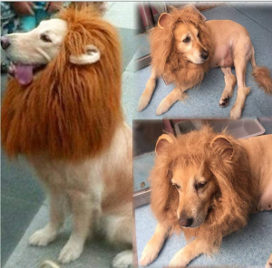 NACOCO Dog Wig Lion Mane Hair Hat with Ear and Tail Funny Halloween Dog Costume for Large Dogs Golden Retriever