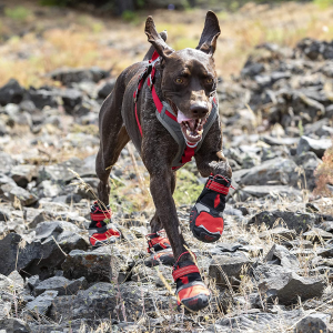 Kurgo Blaze Cross Dog Shoes | Winter Boots for Dogs | All Season Paw Protectors | Dog Shoes for Hot Pavement | Dog Snow Boots | Water Resistant | Reflective | No Slip | Chili Red/ Black (Medium)