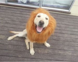 NACOCO Dog Wig Lion Mane Hair Hat with Ear and Tail Funny Halloween Dog Costume for Large Dogs Golden Retriever