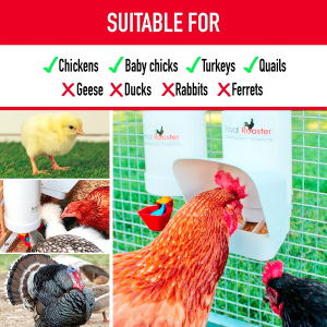 Royal Rooster Chicken Feeder and Waterer Set – Includes 4 Litre Waterer with 2 Cups and 3 Kg Feeder for Chickens – Chicken Coop Accessories with Hanging Chicken Poultry Feeder and Chicken Waterer Kit