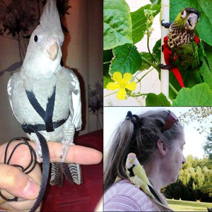 Bird Harness, Leash Bird, Parrot Harness and Parrot Leash Supplies, Bird Nylon Rope, Adjustable Training Design Anti-Bite, Suitable for Parrot,Conures, Birds (Black)