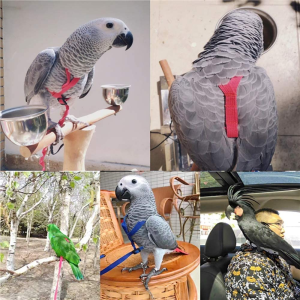 Bird Harness, Leash Bird, Parrot Harness and Parrot Leash Supplies, Bird Nylon Rope, Adjustable Training Design Anti-Bite, Suitable for Parrot,Conures, Birds (Black)