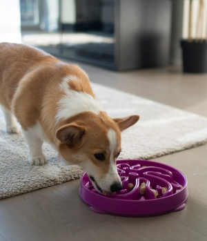 Outward Hound Fun Feeder Slo Bowl, Slow Feeder Dog Bowl, Large/Regular, Purple