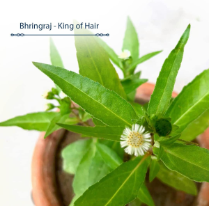 Blue Nectar Rosemary Oil for Hair Growth with Bhringraj Oil for Hair, 100% Natural Ayurvedic Hair Oil with Amla Hair Oil 200 Ml