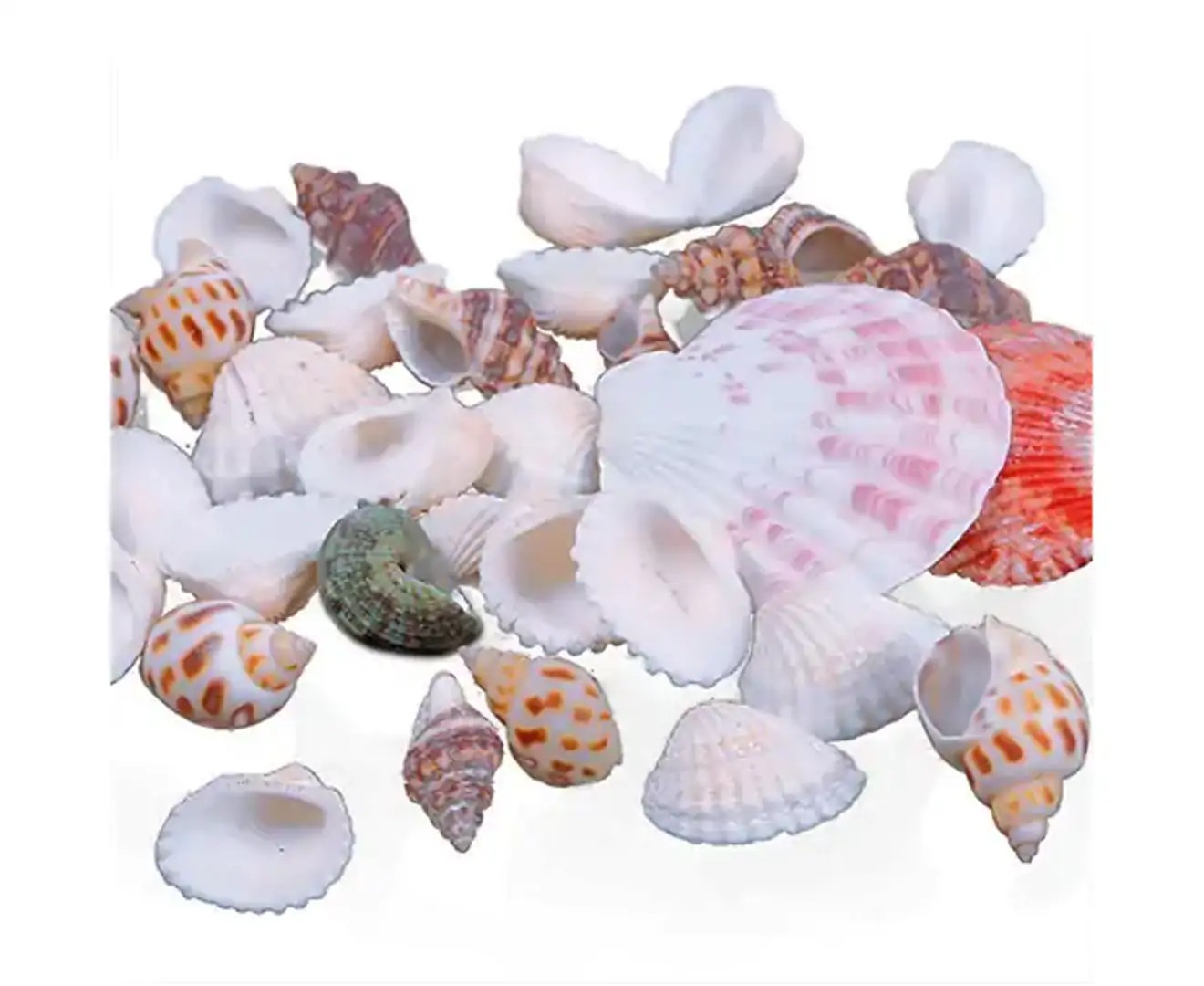 100G Mixed Sea Beach Shells Crafts Seashells Aquarium Decor Photo Props