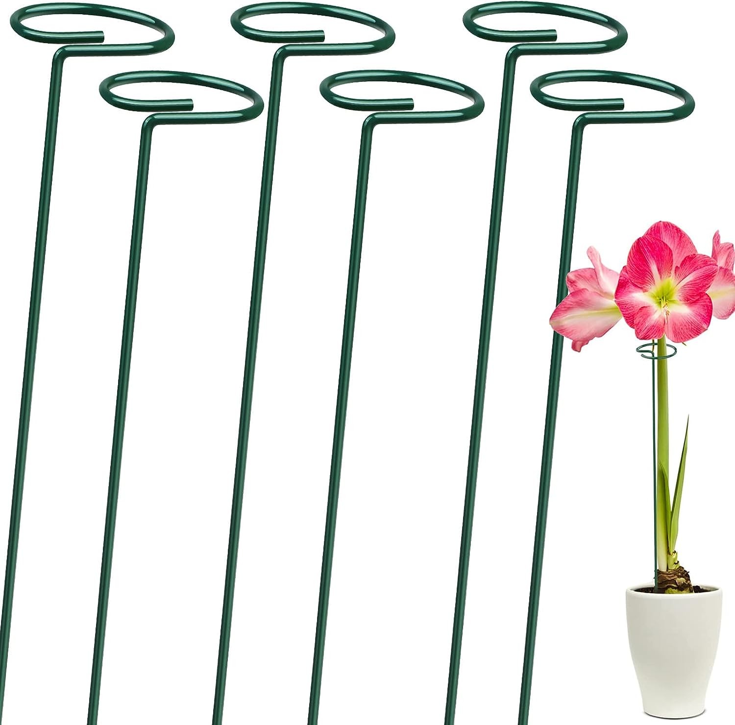 Plants Support Stake, 16 Inches Garden Flower Support 6 Pcs Small Circular Garden Single Stem Flower Support Stake Rings Sturdy Metal Floral Flower Stakes for Amaryllis Orchid Lily Rose Tomatoes (6 Pcs)