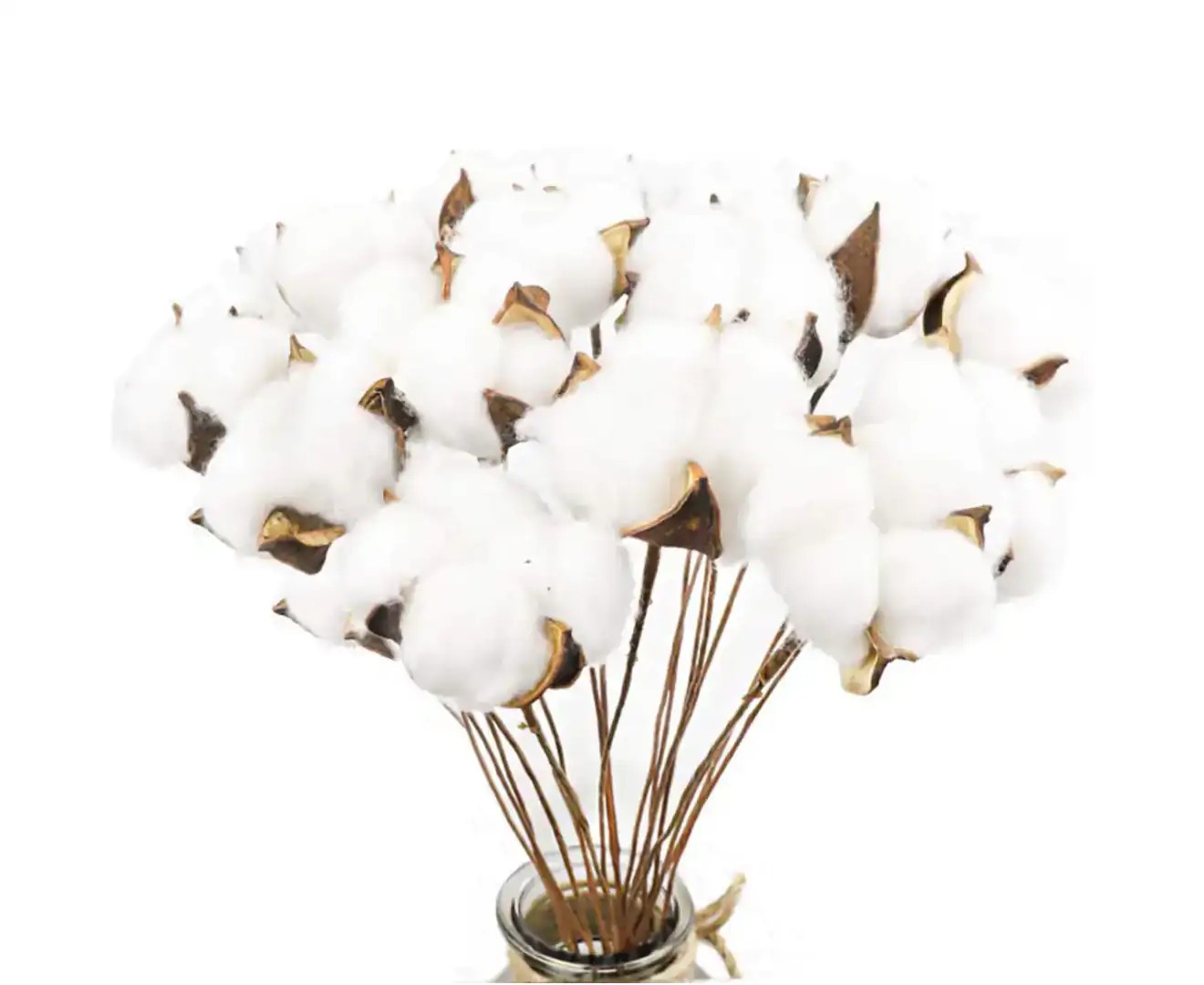 20 Pcs Natural White Cotton Stems Dried Flower Branch